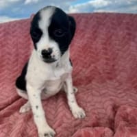 Ciao Bella - ich suche meine Menschen, Hündin zur Adoption