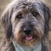Kyle- sucht seinen Menschen, Hund zur Adoption