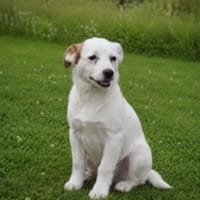Sissy sucht ihre Familie, Hündin zur Adoption