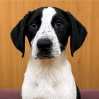 Welpenmädchen mit großem Herzen, Hündin zur Adoption