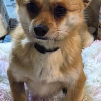 Tango, 25 cm kleiner Rüde sucht seinen, Hund zur Adoption