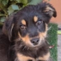 Sam sucht seine Menschen, Hund zur Adoption