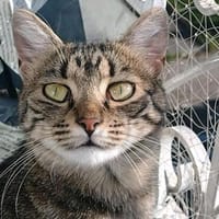 Liebevolles Zuhause für Maya gesucht, Katze zur Adoption