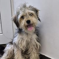Zuckersüsse, liebe, fröhliche Hündin, Hündin zur Adoption