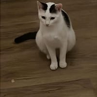 Lea sucht ein liebevolles Zuhause, Katze zur Adoption