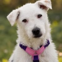 Nelly- sucht ihr Happyend, Hündin zur Adoption