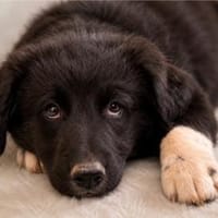 Schenk Hope Hoffnung, Hündin zur Adoption