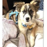 Kally - wartet in 52159 Roetgen, Hund zur Adoption
