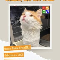 Chili, Kater zur Adoption