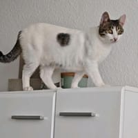 June sucht ihr Für-immer-Zuhause, Katze zur Adoption
