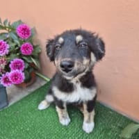 klein Sina sucht ihre Familie, Hündin zur Adoption