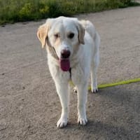 Nala - die ruhig sanfte Begleiterin, Hündin zur Adoption