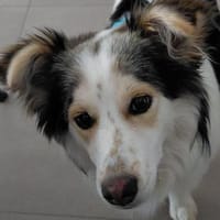 Theo - ein aktiver und enger Begleiter, Hund zur Adoption