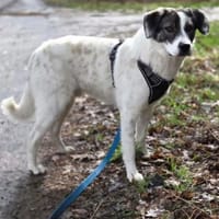Sharo, Hund zur Adoption