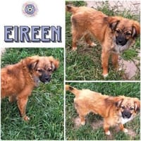 EIREEN -Rundum tolles Hundekind-, Hündin zur Adoption