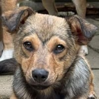 FLO-hübscher, bezaubernder Jung-Rüde, Hund zur Adoption