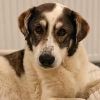 Handicap- Pufi sucht sein Zuhause, Hund zur Adoption