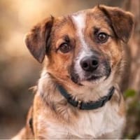 Jack- kleiner Mann ganz groß, Hund zur Adoption