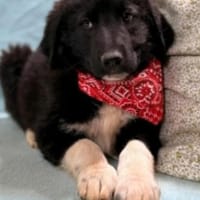 kleiner Prinz auf Familien suche, Hund zur Adoption