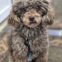 Kalle Toypudel (Qualzucht!) aus sehr, Hund zur Adoption