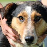 Jolene - unkompliziert u. zutraulich, Hündin zur Adoption