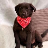 Lio  der sensible Beobachter, Hund zur Adoption