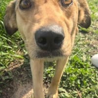 Ava, Hündin zur Adoption