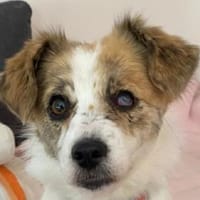 BANANA-zarte, sanfte Seelen-Hündin, Hündin zur Adoption