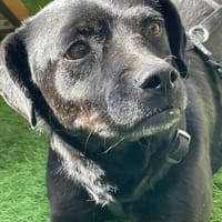 Süße LIZZY sucht Dringend!, Hündin zur Adoption