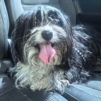 Cookie, Hund zur Adoption
