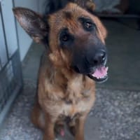 Paul, Hund zur Adoption