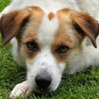 BRAJA-wundervolle Hündin, 54 cm, Hündin zur Adoption