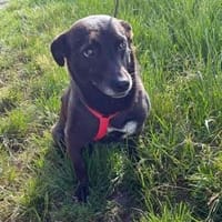 Die kleine Cassy sucht ihr Glück, Hündin zur Adoption