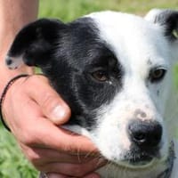 Jashi - lustige, kleine Mischung, Hund zur Adoption