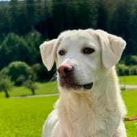 Cannella wünscht sich eigenes Körbchen, Hündin zur Adoption