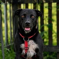 Nerina sucht Familienanschluss, Hündin zur Adoption