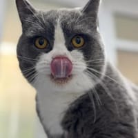 Stevie  Teddybär sucht seine  Familie, Kater zur Adoption