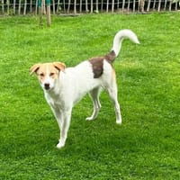 Krümel - sanfte Fellnase sucht Körbchen, Hund zur Adoption