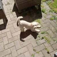 Liza, zarte Pudelhündin, ca. 2 Jahre, Hündin zur Adoption