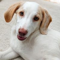 Neues Zuhause für Fumè gesucht, Hündin zur Adoption