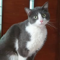 CHACHA CHA, chat à adopter
