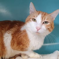 FIRE CHA, chat à adopter
