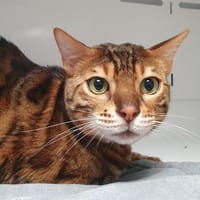 ROCK-RENZO CHA, chat à adopter