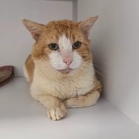 Aloe, chat à adopter