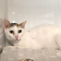 JENGA, chatte à adopter