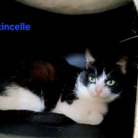 Etincelle, chat à adopter