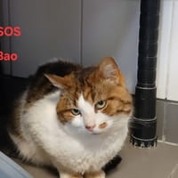 Bao, chat à adopter