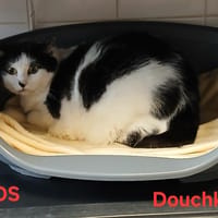 Douchka, chatte à adopter