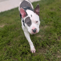 TYSON VAA, chien à adopter