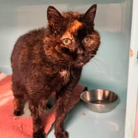 Mimiss, chatte à adopter
